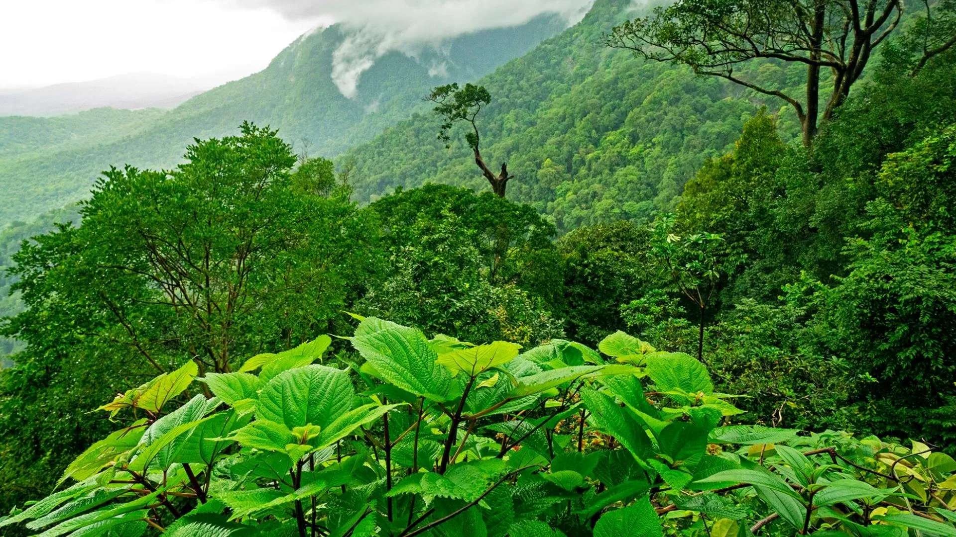 Agumbe
